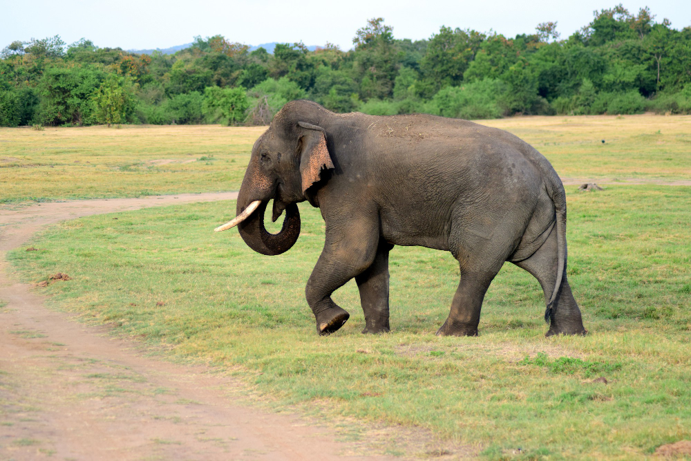 Udawalawe National Park