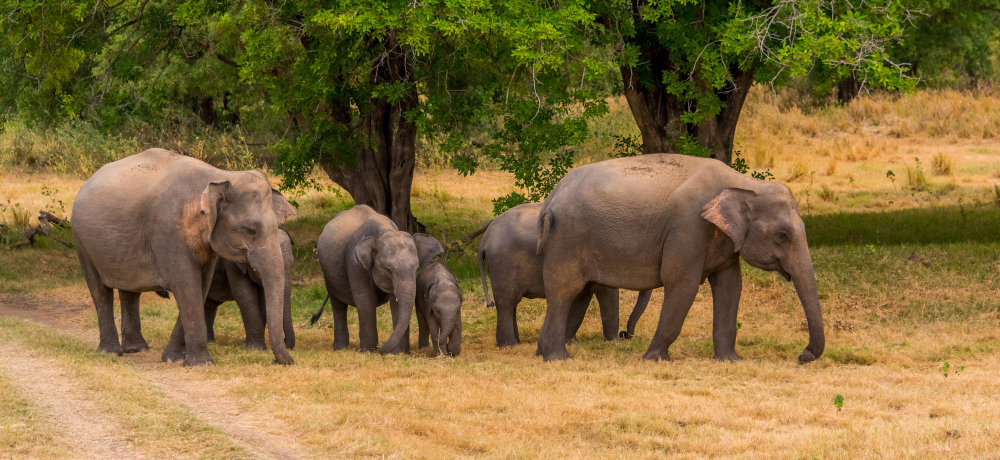 Yala National Park