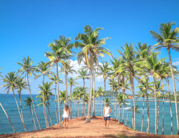 Palm-tree-grove-Mirissa